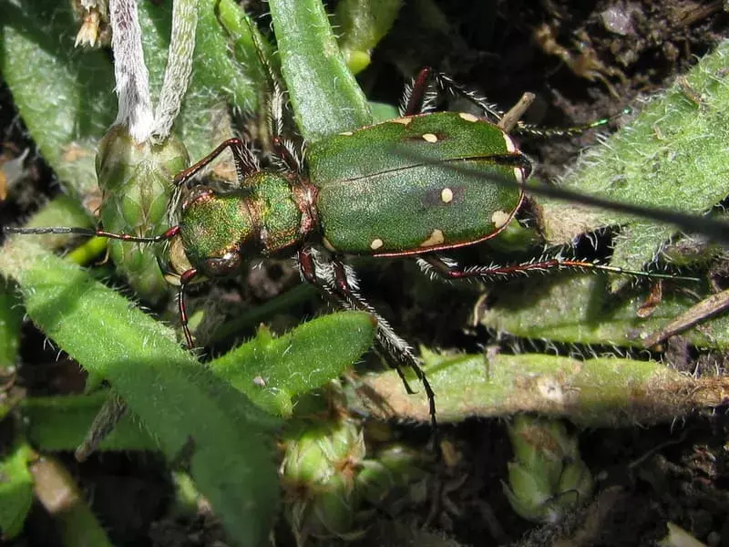 Miami Tiger Beetle: 21 dejstev, ki jim ne boste verjeli!