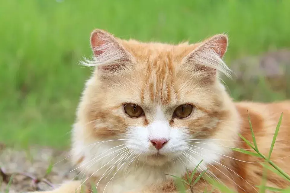 Crazy Cat Chow: კატები ჭამენ ბაგებს? როგორ შეგვიძლია შევაჩეროთ ისინი?