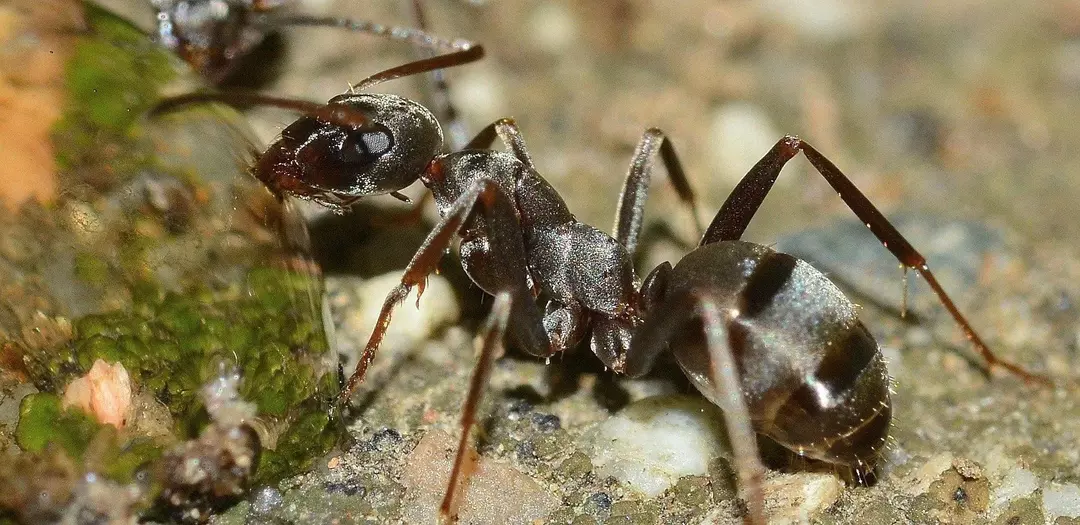 Røde maur vs svarte maur: forskjellen mellom maurarter avslørt!