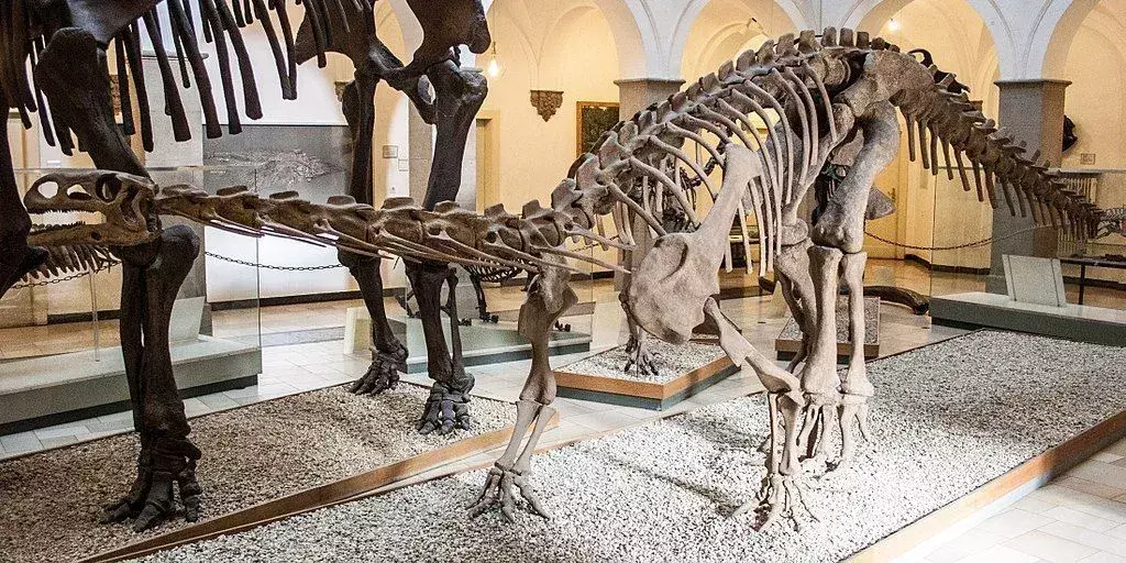 Věděl jsi? 15 neuvěřitelných faktů o Ammosaurovi