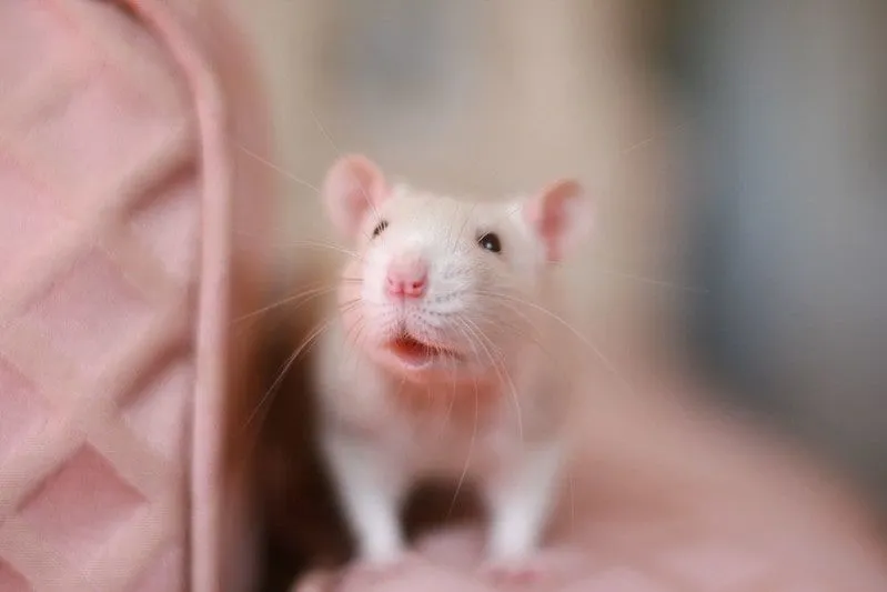 61 morsomme og søte rottenavn for kjæledyret ditt