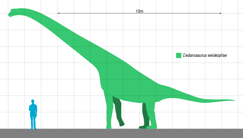 Cedarosaurus fakti ir interesanti.