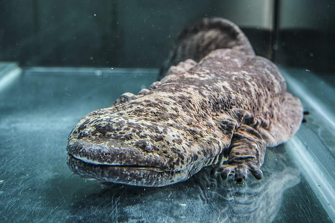 Vai tu zināji? 21 neticami ķīniešu milzu salamandras fakti
