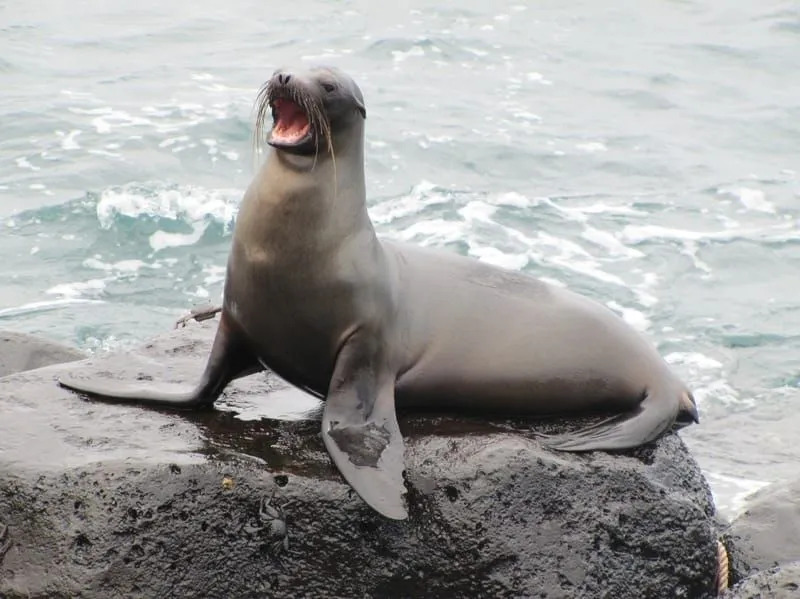 Morsomme Galapagos sjøløve-fakta for barn