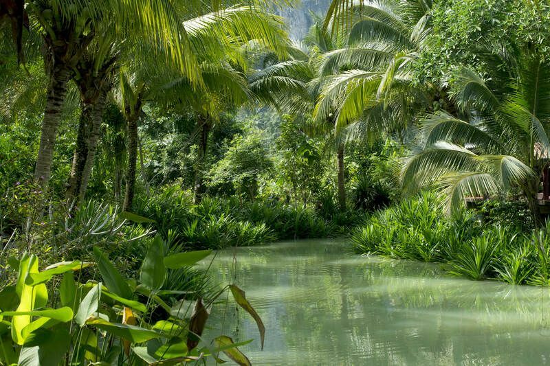 Džungla proti deževnemu gozdu Zanimiva dejstva o razlikah v gozdu za otroke