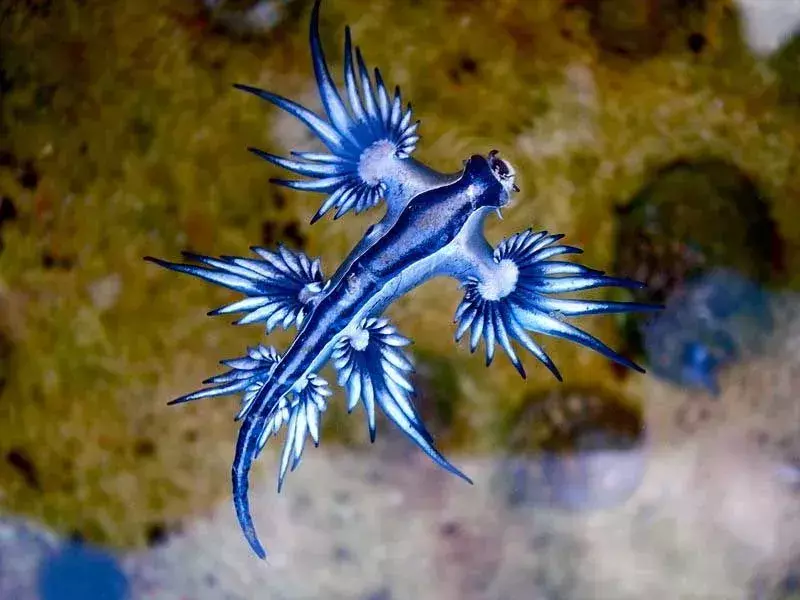 ცისფერი ზღვის შლაპა: 21 ფაქტი, რომელსაც არ დაიჯერებთ!