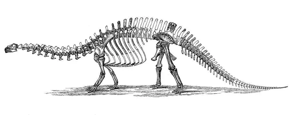 Tahukah kamu? 15 Fakta Camarillasaurus yang Luar Biasa