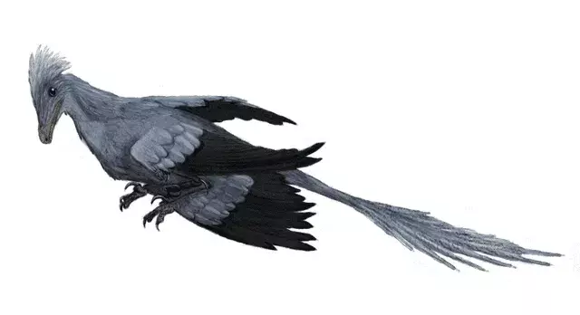 15 činjenica zadivljujućih krila o Changyuraptoru za djecu