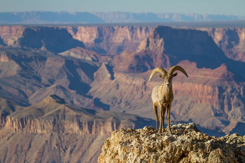 Šaunūs Arizonos gyvūnai Pavojingi vario valstijos dykumos padarai