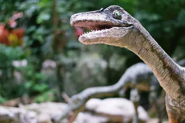 Çocuklar İçin Mikroraptor Hakkında 19 Şaşırtıcı Gerçek