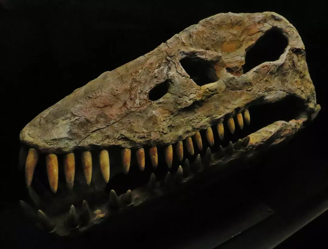 Lo scheletro di Thalassomedon di questo Plesiosauria è stato trovato vicino a lunghe pietre nel fondo dell'oceano.
