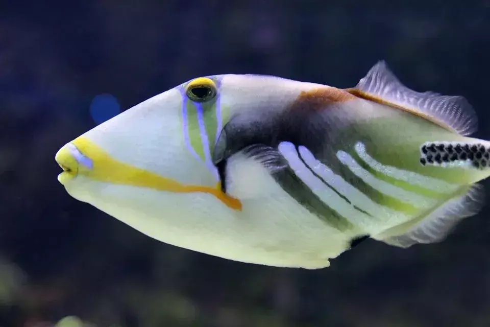 17 Fin-tastičnih dejstev o Picassovi ribici Triggerfish za otroke