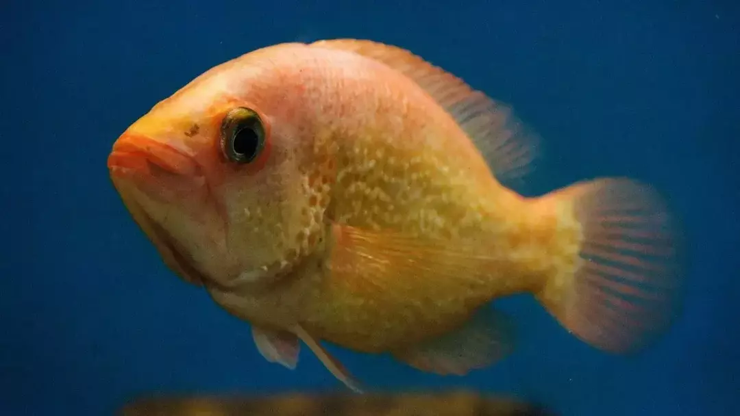 Kistefisk er dyphavsdyr som har en rund kropp og en overdimensjonert munn!