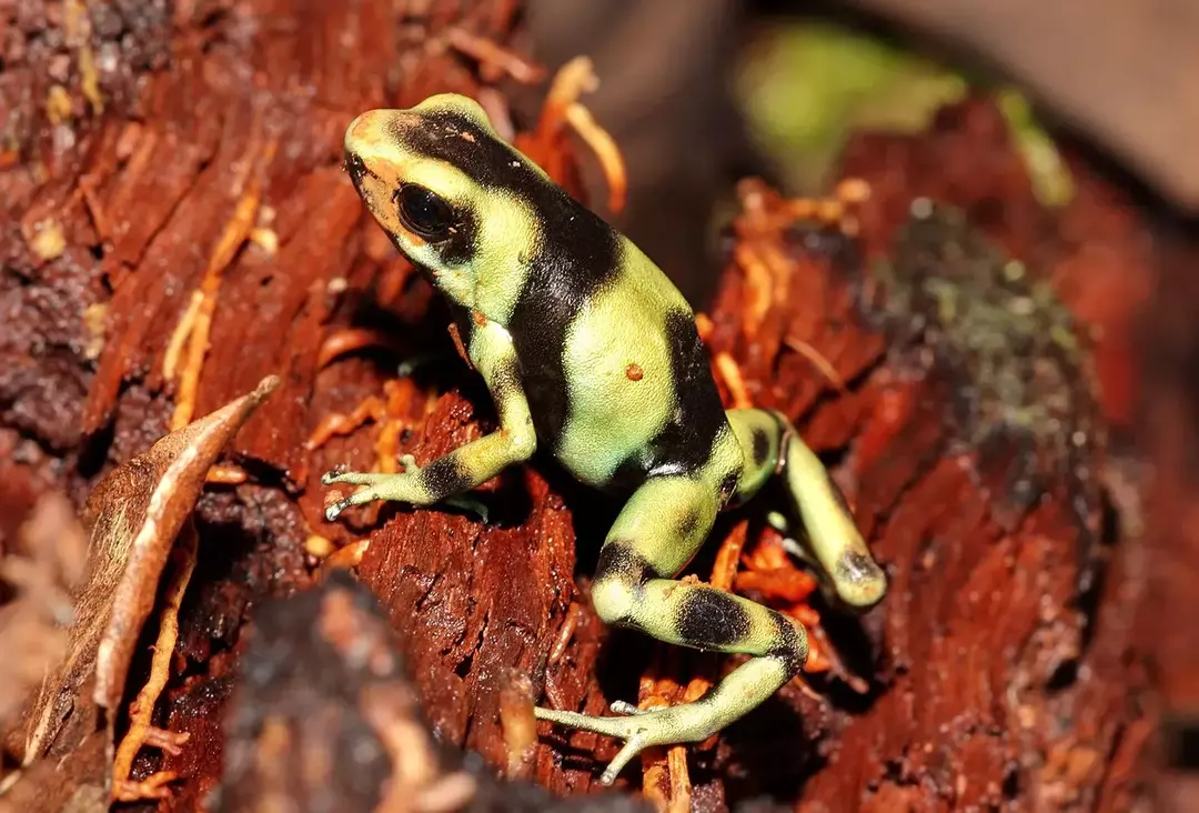 Zielona i czarna zatruta żaba: 21 faktów, w które nie uwierzysz!