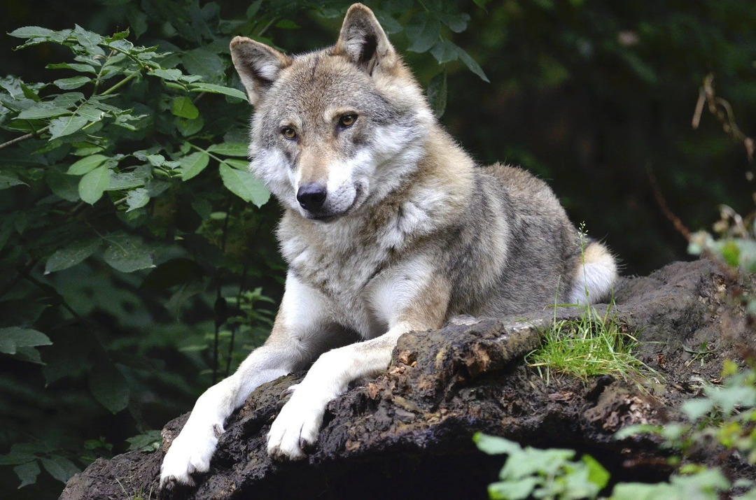 Megtámadják-e a farkasok az embereket? Dermesztő tények ezekről a barátságtalan szemfogakról