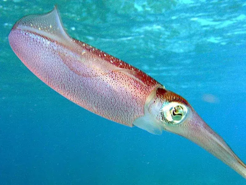 სახალისო კარიბის ზღვის რიფის კალმარის ფაქტები ბავშვებისთვის