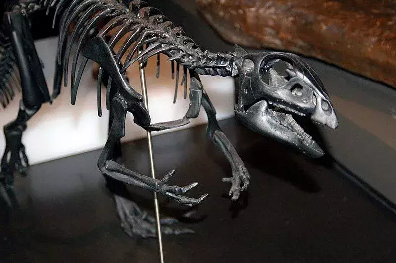 17 Dino-erkės Qantassaurus faktų, kurie patiks vaikams