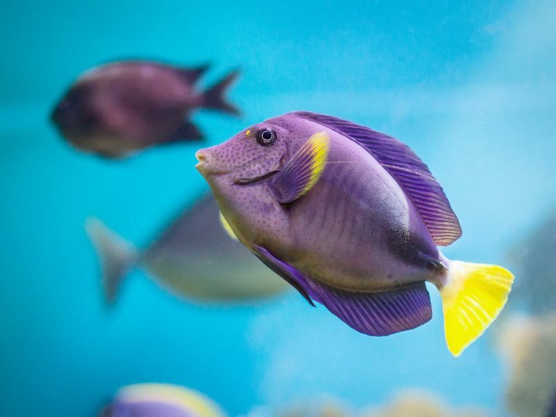 ¿Cuánto tiempo puede vivir un pez fuera del agua? Datos divertidos para niños curiosos