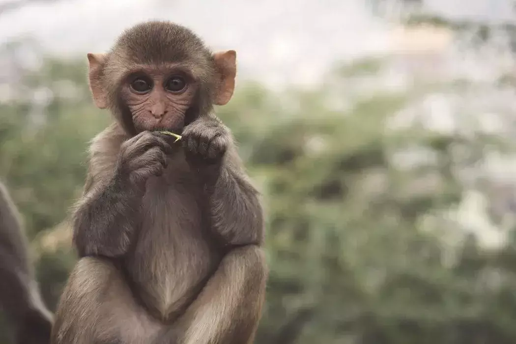 Да ли си знао? 17 невероватних чињеница о мајмунима
