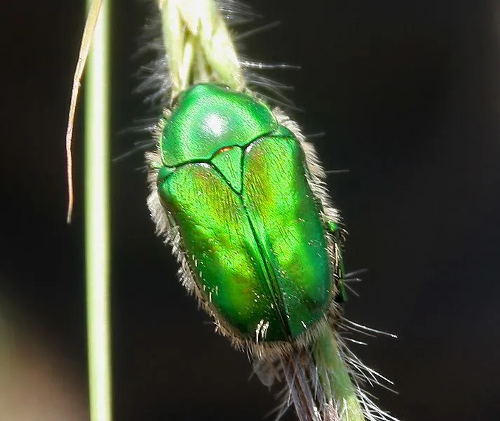 Den unike fargen og antennene er noen av de gjenkjennelige egenskapene til denne billen.