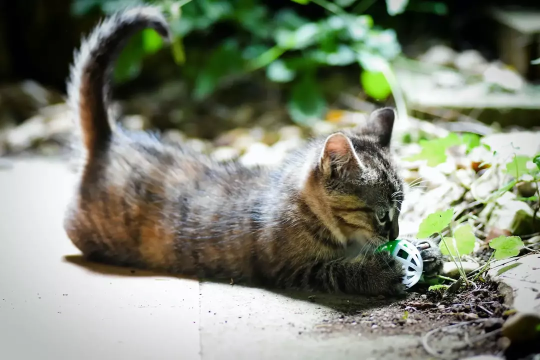 Fortell-hale-tegn: Hvorfor dunker katter med halen når de ligger nede?