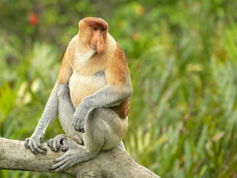 Cik ilgi dzīvo pērtiķi Kāpēc cilvēki dzīvo ilgāk nekā pērtiķi