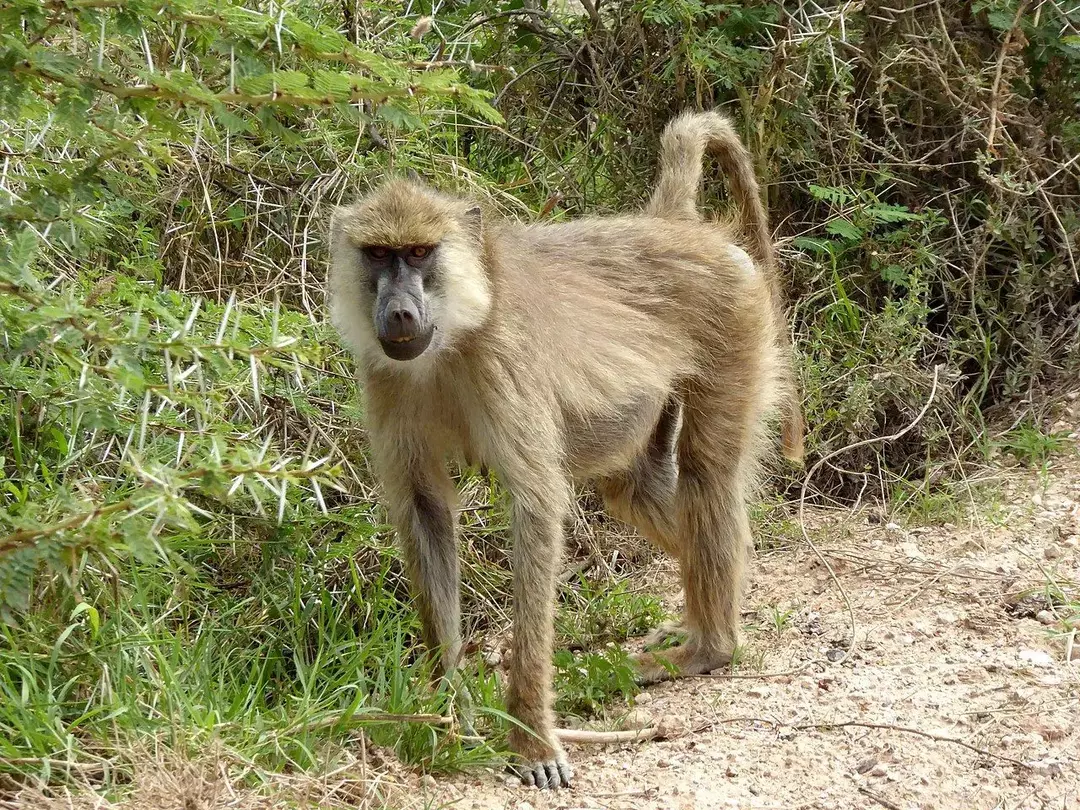 Geltonas babuinas: 19 faktų, kuriais nepatikėsite!
