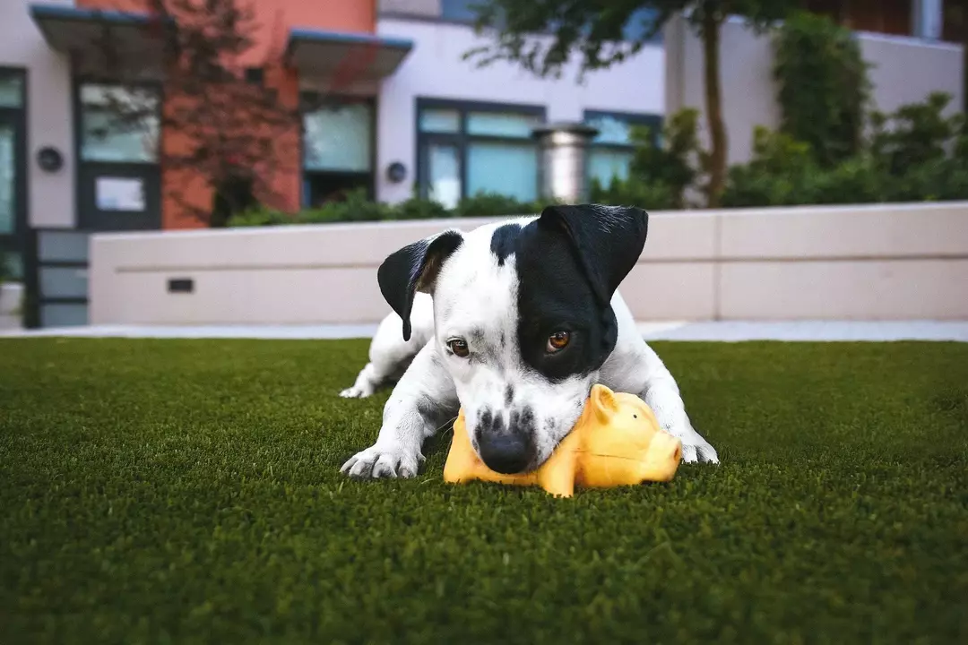 Dlaczego psy lubią piszczące zabawki? Wyjaśnienie obsesji Twojego szczeniaka