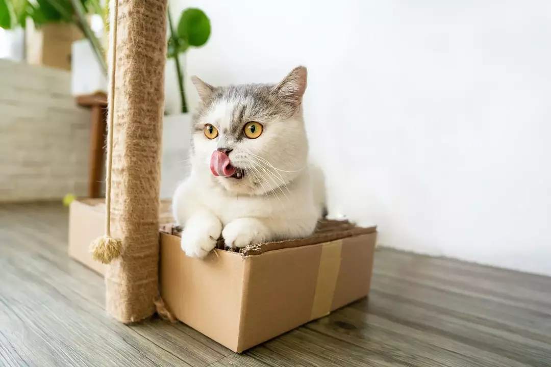 Munchkin-kattens levetid: hvorfor den er så kort og hva du kan gjøre med den