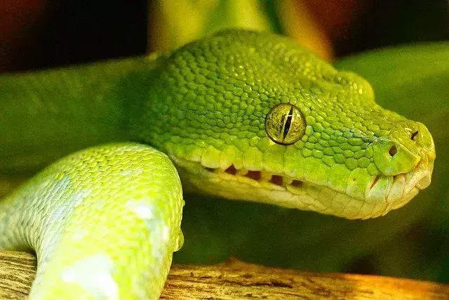 Dents de python vert: faits intéressants que les enfants devraient savoir