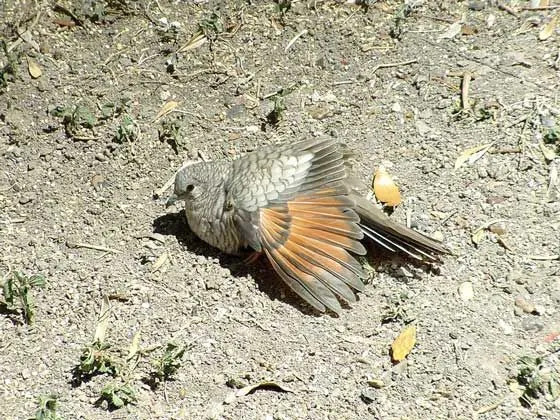 Знаете ли тези факти за гълъбите на инките с изумителни крила?
