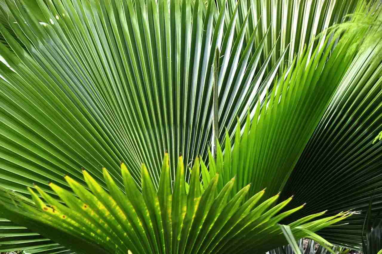 Des faits sur la plante de palmier nain que vous n'avez jamais entendus auparavant