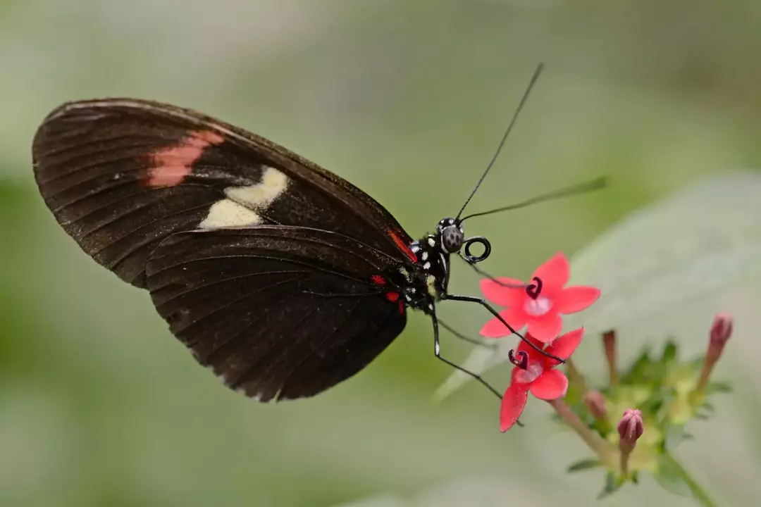 Подфамилија Хелицониинае (заливски фритилар) укључује дугокрилне лептире, који имају проширена, уска крила у поређењу са другим породицама лептира.