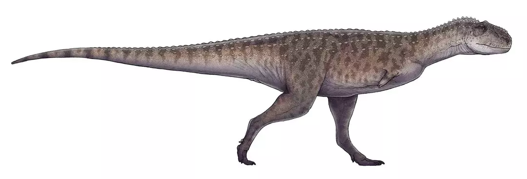 19 Fakta Dino-tungau Majungasaurus Yang Akan Disukai Anak-Anak