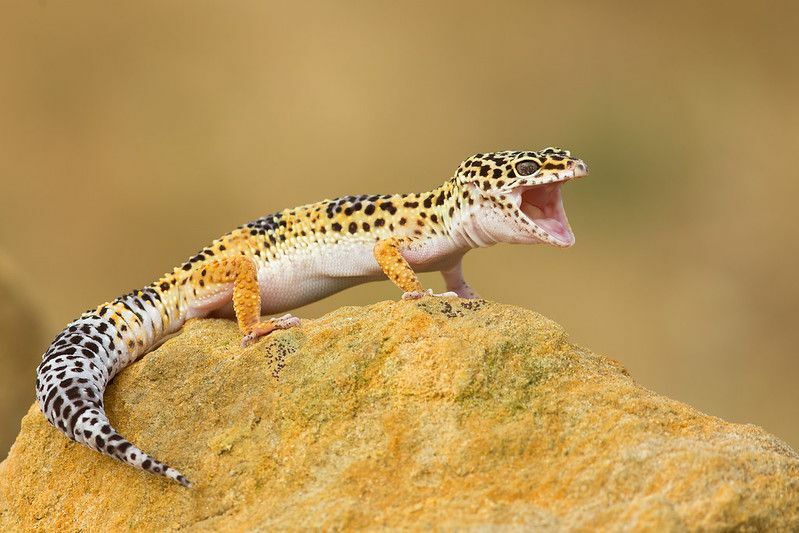 Fascinerende fodringsfakta Hvor ofte spiser leopardgekkoer
