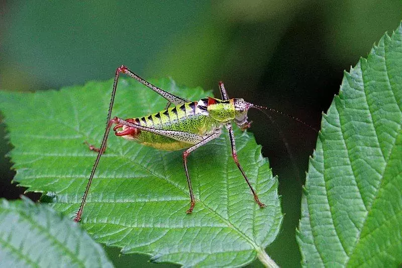 Visste du till dessa Orthoptera-fakta?