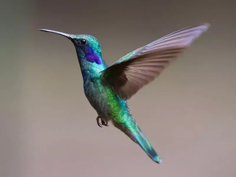 Lucifer Hummingbird: 15 tény, amit nem fogsz elhinni