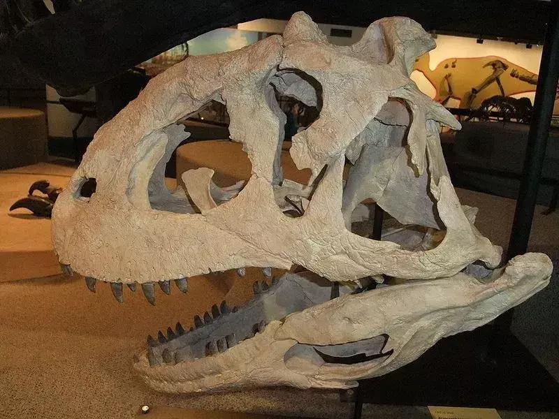 17 Dino-erkės Olorotitan faktų, kurie patiks vaikams