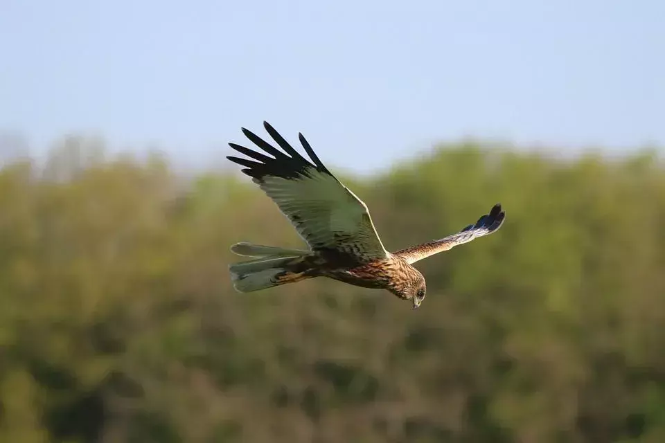 15 Amaze-wing-fakta om Marsh Harrier för barn