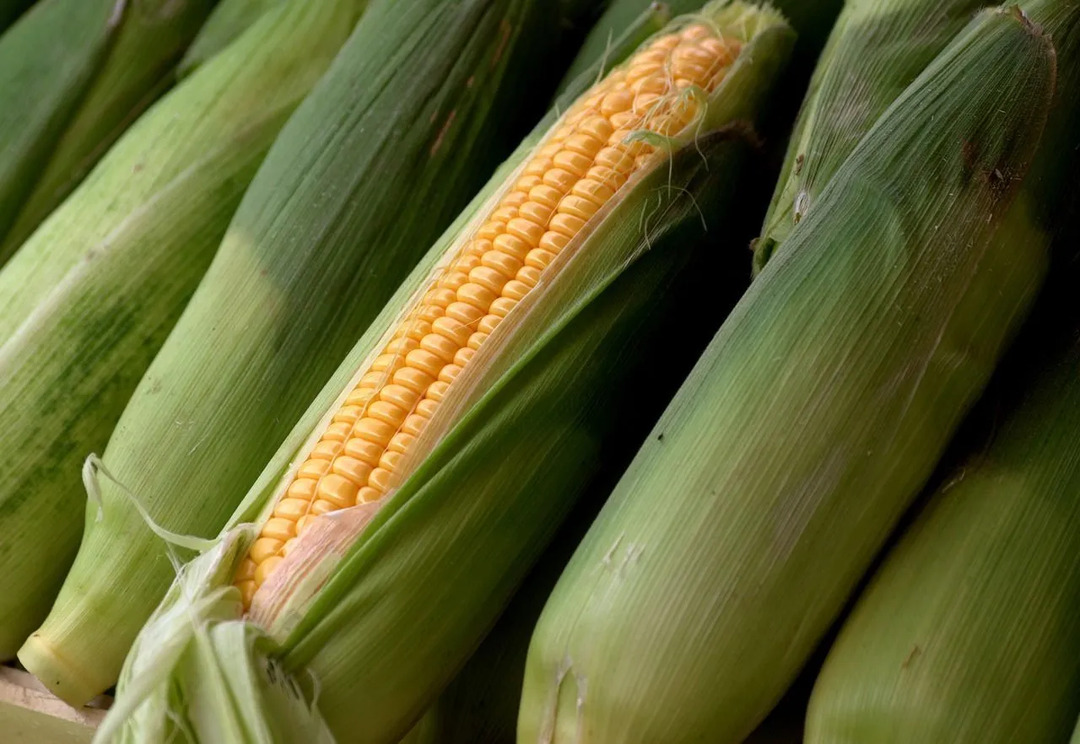 Kukoricatáplálkozási tények Ezek az apróságok feldobják a kukoricát