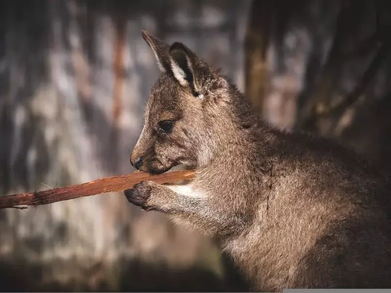 kortøret rock-wallaby