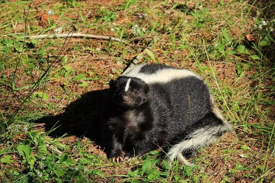 En luktfare: Hvor langt kan en Skunk spray? Dyrefakta for barn