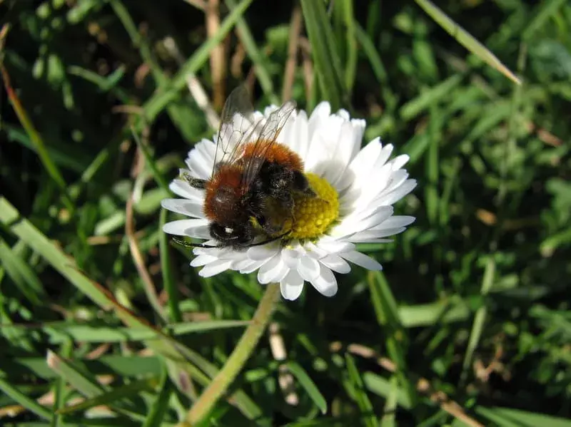 21 Tawny Mining Bee fakti, mida te kunagi ei unusta