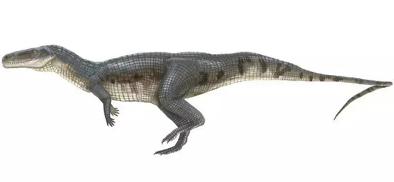 Ranije se smatralo da je Poposaurus biljožder.
