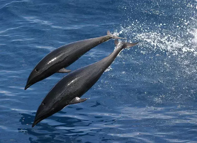 17 neverjetnih dejstev o delfinu južnega desnega kita