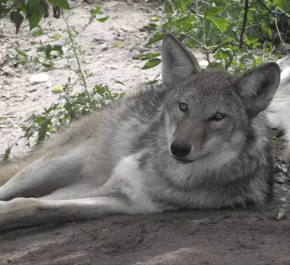 Northwestern Wolf: 21 fatti a cui non crederai!