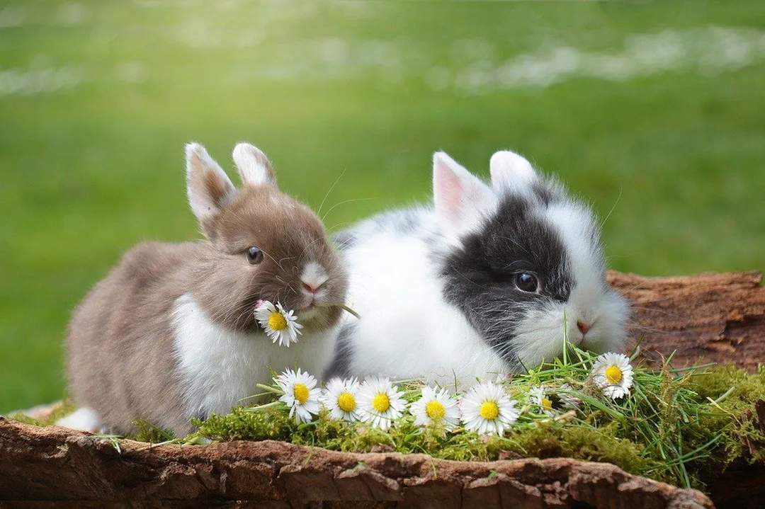 왜소한 토끼는 털복숭이 친구를 돌보며 얼마나 오래 삽니까?
