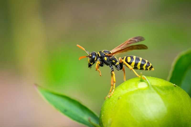 Какво ядат насекомите Списък с храни и забавни факти за любознателни деца