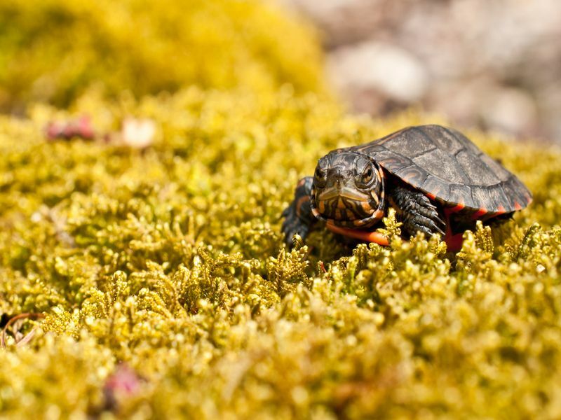 Was essen Baby-Schildkröten Fütterungstipps und Anleitung für Sie