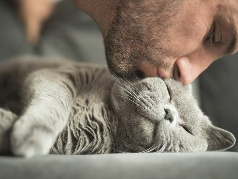 Οι γάτες νιώθουν αγάπη Ναι γουργουρίζουν Fect Στοιχεία συμπεριφοράς γάτας που πρέπει να γνωρίζετε